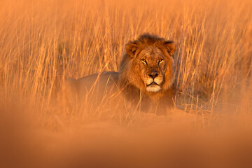 Sunset lion golden grass. Africa lion landscape. Africa wildlife. Lion hidden vegetation. Forest African lion in the nature habitat, green trees, Okavango delta, Botswana in Africa.