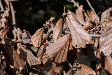 Scenery of dead witch hazel leaves in early spring.