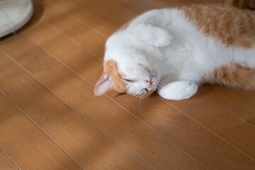 床に寝そべってくつろぐ可愛い猫　茶トラ白
