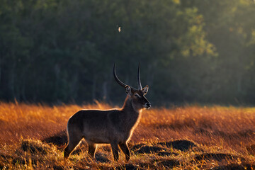 Waterbuck, Kobus ellipsiprymnus, large antelope in Africa. Nice African animal in the nature habitat, Okavango, Botswana. Wildlife from nature. Africa sunset with antelope. Sunset.