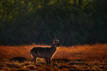 Waterbuck, Kobus ellipsiprymnus, large antelope in Africa. Nice African animal in the nature habitat, Okavango, Botswana. Wildlife from nature. Africa sunset with antelope. Sunset.
