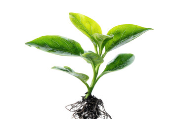 Young Green Plant Sapling Sprouting with Fresh Leaves and Visible Roots on Black Background Isolated Against Transparency