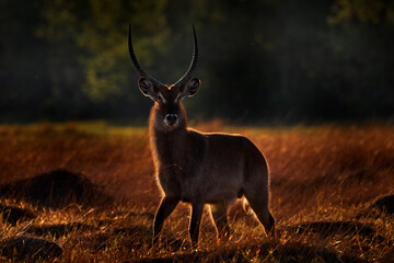 Waterbuck, Kobus ellipsiprymnus, large antelope in Africa. Nice African animal in the nature habitat, Okavango, Botswana. Wildlife from nature. Africa sunset with antelope. Sunset.