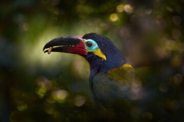 Guianan toucanet, with open big bill and larva nymph food. Close-up detail portrait of rare bird in tropic forest. Guyana toucanet, Selenidera piperivora, from Brazil jungle. Nature wildlife.