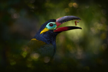 Guianan toucanet, with open big bill and larva nymph food. Close-up detail portrait of rare bird in...