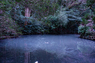 森が映りこんだ池の水面 © kumiko