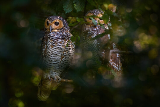 Spotted wood owl, Strix seloputo, mother and young in the gren vegetation, Malaysia in Asia. Spotted wood owl, Strix seloputo, pair in the nature habitat, forest bird on the tree, wildlife.