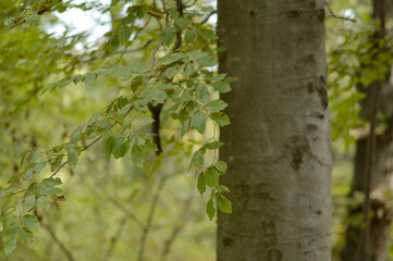 tree branches with colorful autumn leaves in the forest