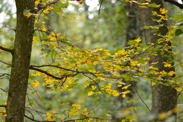 tree branches with colorful autumn leaves in the forest