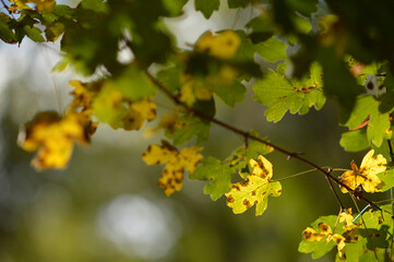 tree branches with colorful autumn leaves in the forest