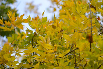 tree branches with colorful autumn leaves in the forest