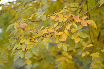 tree branches with colorful autumn leaves in the forest
