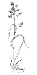 Orchardgrass botanical sketched illustration vector