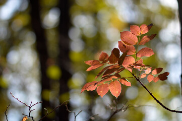 tree branches with colorful autumn leaves in the forest