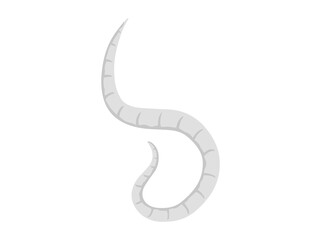 Pinworm Parasite Clip Art Illustration