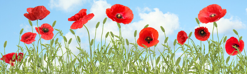 Obraz premium Bright red poppy flowers under blue sky, banner design