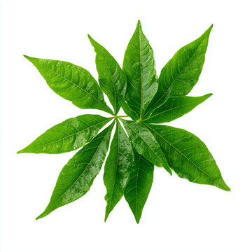 fresh cassava leaves on white background