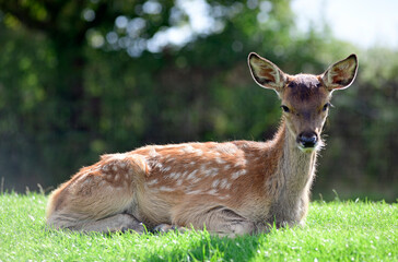 Red Deer Fawn