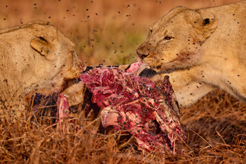 Lion pack pride catch the zebra near the Khwai river in Botswana. Lion with zebra kill carcass,...