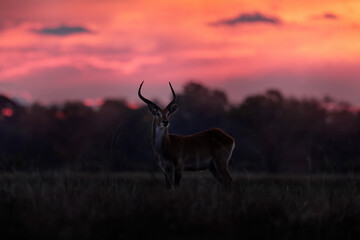 Africa twilight sunset. Night in Botswana. Antelole sunset with solitaire tree in the savannah, Okavango delta in Botswana, Africa wildlife. Impala in nature, wildlife Botswana. Herd animals  pink.