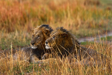 Two young lion brothers lying in the grass near the road. Lions with mane in the habitat, Chobe NP in Botswana. Africa wildlife.