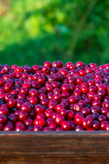 Fresh red cherries piled high showcasing the bounty of summer harvest. Raw many cherries in a wooden tray in a summer garden, closeup. Juicy cherry symbolizing the sweetness and richness of life