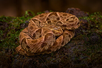 Snake from Costa Rica. Bothrops atrox, Fer-de-lance in nature habitat. Common Lancehead viper, in tropical forest. Poison snake in the dark jungle. Detail of rare snake from Costa Rica.