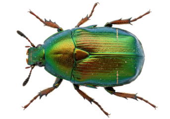 Iridescent green beetle isolated on transparent background, shiny insect with metallic sheen for biology and nature studies PNG