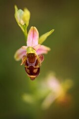 Czech wild orchid, Ophrys apifera, flowering European terrestrial wild orchid, nature habitat, detail of bloom with green clear background, Czech. Beautiful bloom detail.
