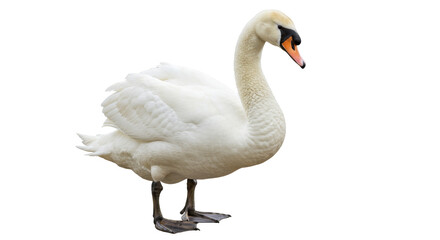 Elegant mute swan isolated PNG, graceful waterfowl with white plumage on transparent background for design and educational use