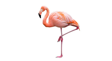 Pink flamingo standing isolated PNG on transparent background, exotic bird with vibrant plumage for design projects