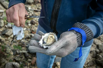 Selbstklebende Fototapeten Lebensmittelhändler Zeeuwse oester wordt opengemaakt met een mes  © ArieStormFotografie