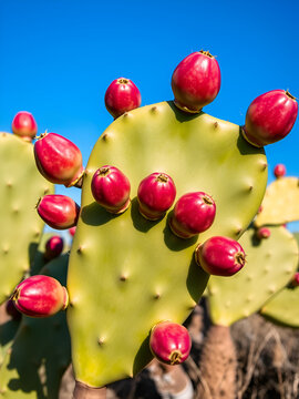 Indian fig opuntia cactus,  the term prickly pear is the most common name for this. single rounded cladodes also called platyclades, with five red fruit blue sky background.