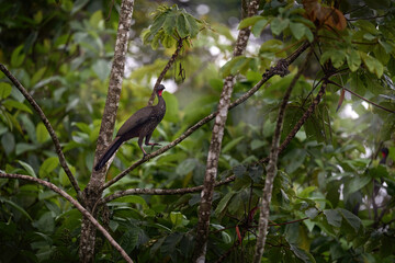 Crested Guan Penelope purpurascens, in the tropic nature, night wildlife. Bird sitting on the branch, tropic wildlife, Boca Tapada in Costa Rica. Find the bird in the jungle vegetation.