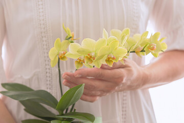 trendy yellow mini orchid in hand © Elena