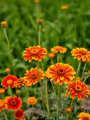 A background of red and yellow blanket flowers