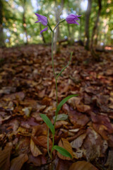 Cephalanthera rubra, Red Helleborine, pink bloom orchid in forest habitat. European terrestrial wild flower in nature Czech Republic, Europe. Wide angle lens with forest habitat. Fall leaves on ground