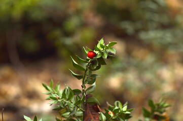 branch with red berries in the forest