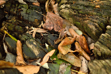 dry seed pods and leaves in the autumn close up