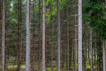 Forest landscape © Milla Rasila