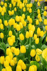 Background image of a tulip with bright and clear colors.