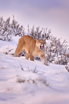 Puma landscape, nature winter habitat with snow, Torres del Paine, Chile. Wild big cat Cougar, Puma concolor, Snow sunset light and dangerous animal. Wildlife nature.