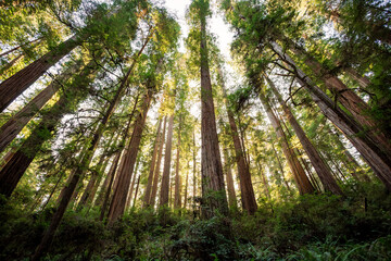 Lush Glow in the Redwoods, Jedediah Smith Redwoods, Redwood National and State Parks, California