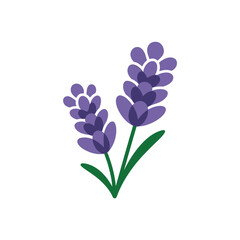 Two blooming lavender stalks with green leaves