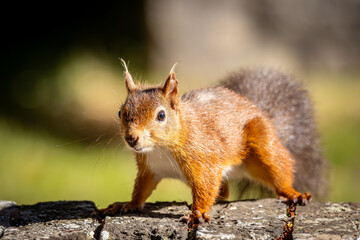 A red squirrel in the September sunshine, with a shallow depth of field