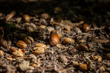 A close up of acorns on a woodland floor, on a sunny    autumn day