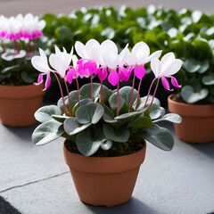 Potted pink and white cyclamen flower