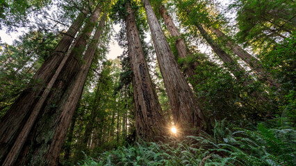Sunset Between the Giants, Jedediah Smith Redwoods, Redwood National and State Parks, California