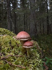 mushrooms in the forest