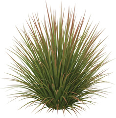 pine cone on a branch